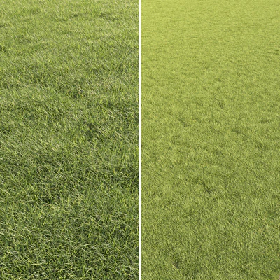 Lawn Grass 01 — Ver 2