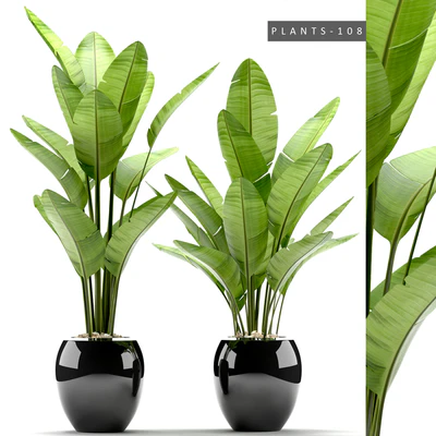 PLANTS 108 — Вид 1