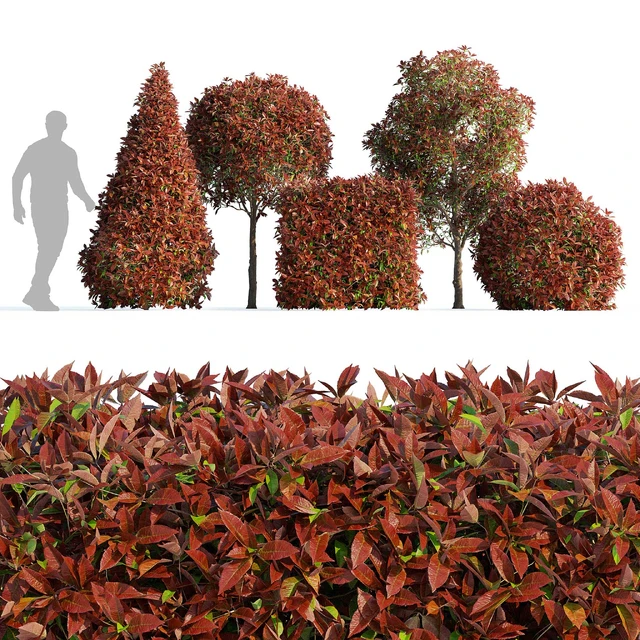 Фотиния фразера Ред Робин (Photinia fraseri Red Robin) — Скачать