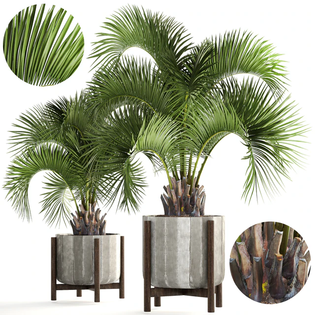 Collection of plants 165. Butia capitata, Butia, palm tree, concrete pot, flowerpot, indoor, interior, decorative, outdoor — Descargar