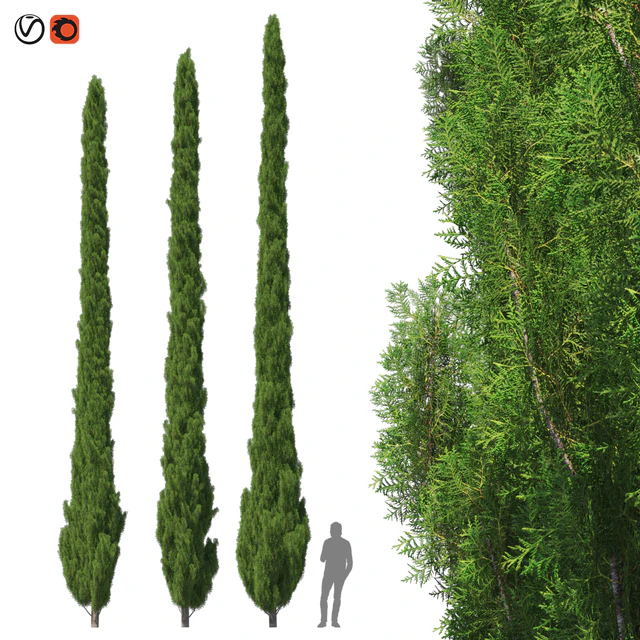Cupressus 9-10m — Скачать