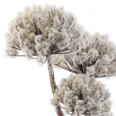 Dry Decorative Plant — Вид 2