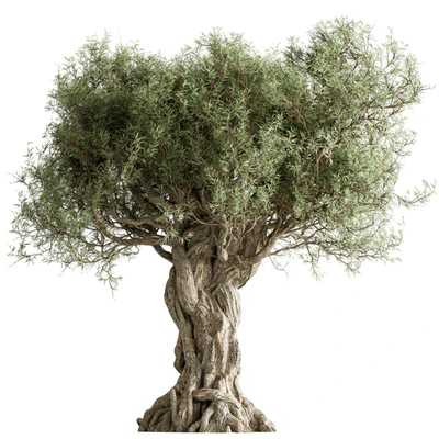 Olive Tree Set 259 — скачать