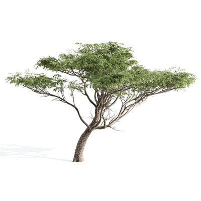 High quality Acacia — Ver 2