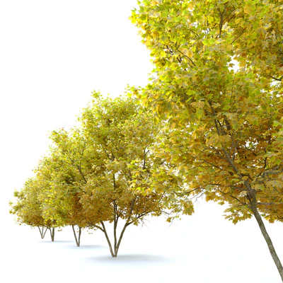 Acer platanoides (Norway maple) — Ver 2
