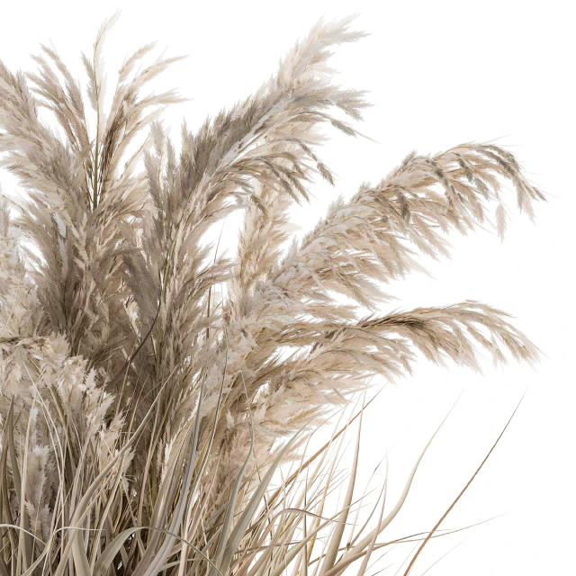 indoor Plant Set 115 - Dried Plant — Descargar