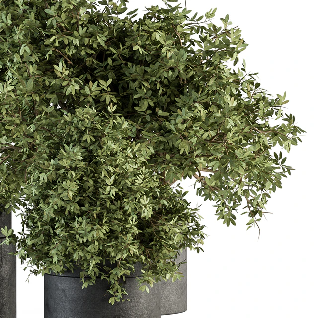 Outdoor Plant Set 373 - Plant Set in Concrete Pot — Скачать