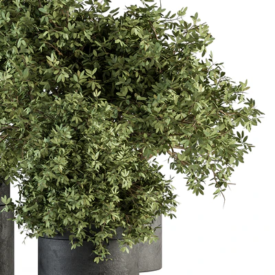 Outdoor Plant Set 373 - Plant Set in Concrete Pot — Вид 2