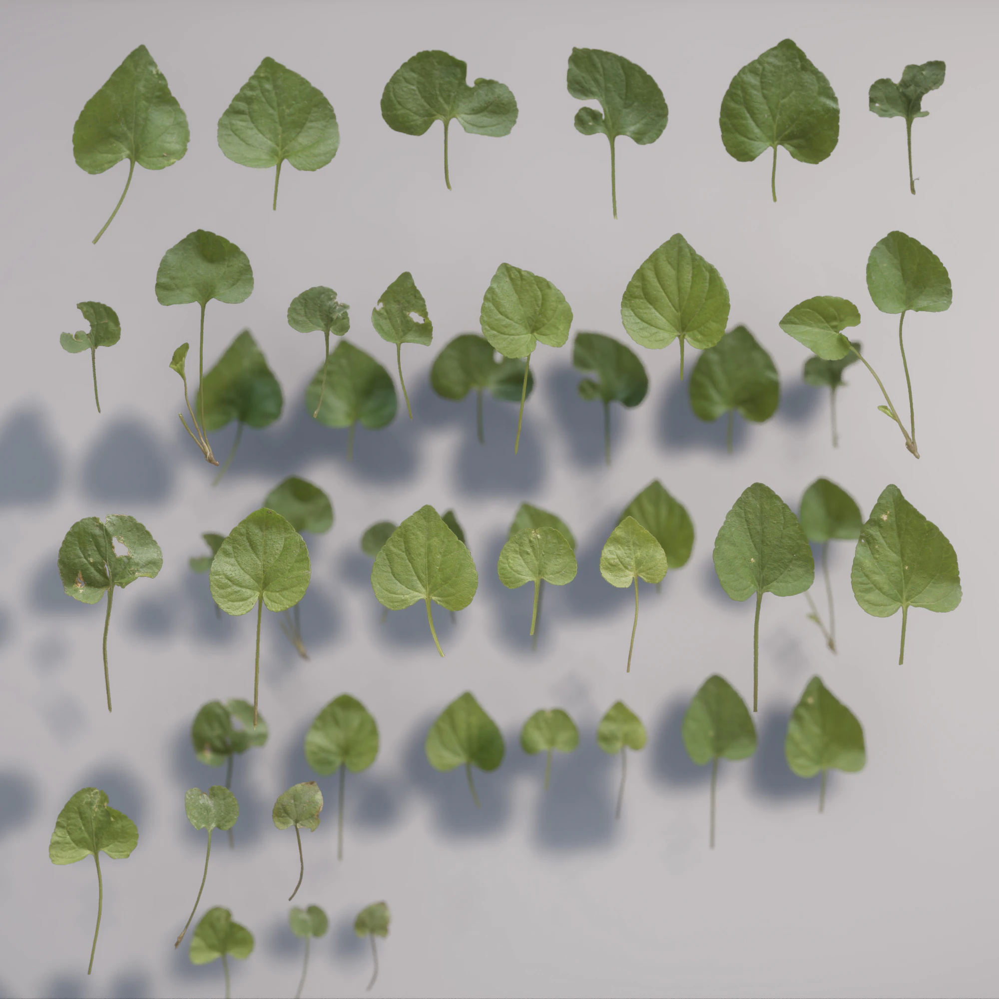 viola odorata — Скачать