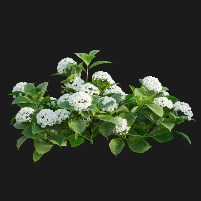 Hydrangea 02 — Скачать