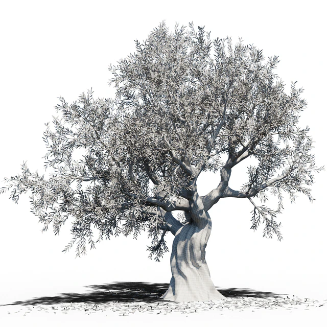 Olive Tree (Europa Olea) #3 — Скачать