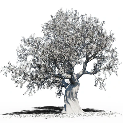 Olive Tree (Europa Olea) #3 — Вид 2