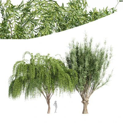 2tree-Pollard willow Weeping willow — Ver 1