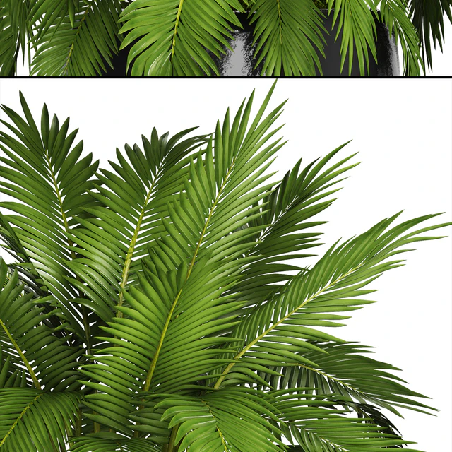 Chamaedorea cataractarum, Hamedorea, bush, palm tree, outdoor pot, flowerpot, leaves, cycas — Descargar