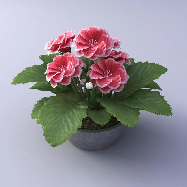 Gloxinia Flower in a pot — Descargar