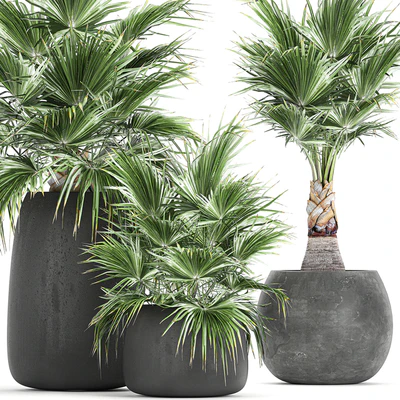 A collection of small beautiful decorative fan palms in black outdoor pots. Set 814. — Ver 2