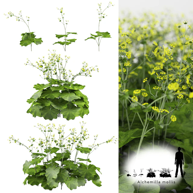 Soft bush cuff | Alchemilla mollis — Descargar