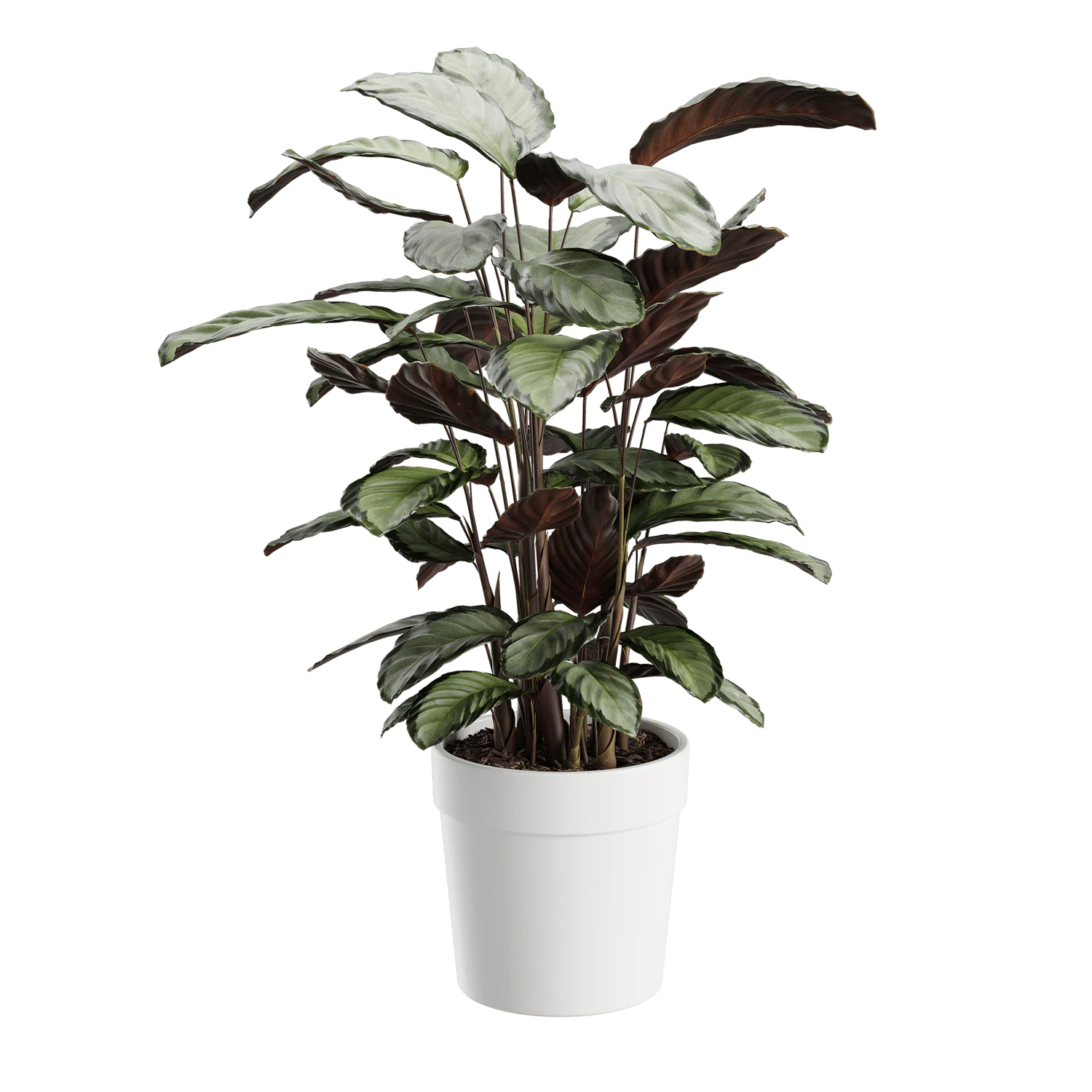 plant calathea argentea — Descargar