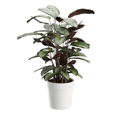 plant calathea argentea — Descargar