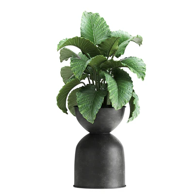 Collection of plants in black metal pots with Strelitzia, banana palm, Alokasia, rapeseed. Set 897. — Ver 2