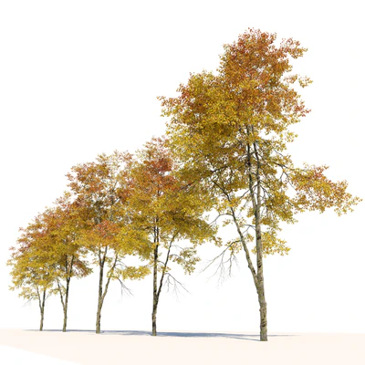 Autumn hornbeam tree 02 — Вид 2