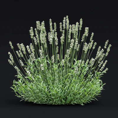 Лаванда узколистная цветы | Lavandula angustifolia Alba — Вид 2