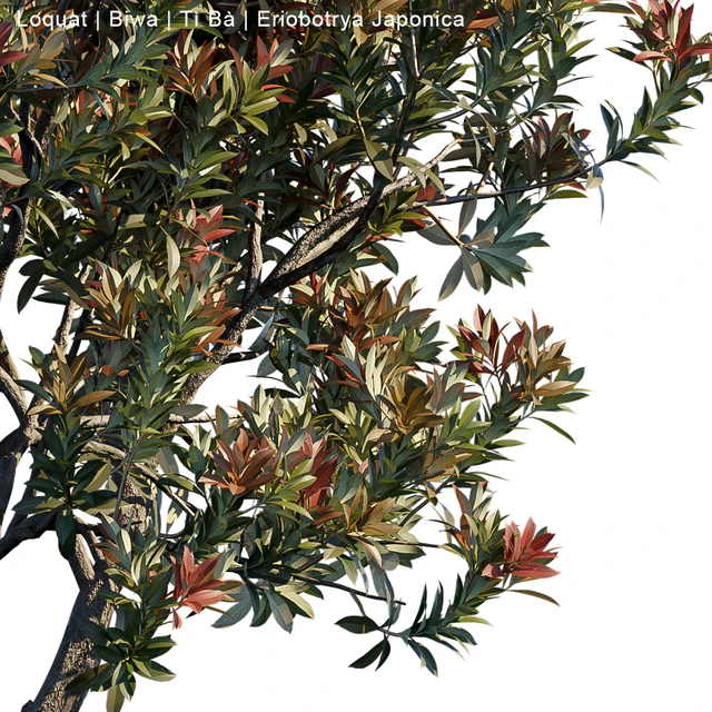 Loquat | Biwa | Eriobotrya japonica — Descargar