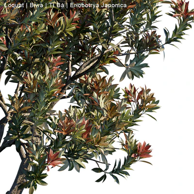 Loquat | Biwa | Eriobotrya japonica — Ver 2