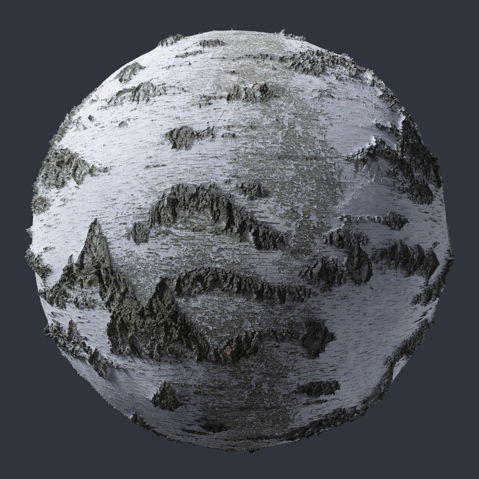 birch bark 004 — Descargar