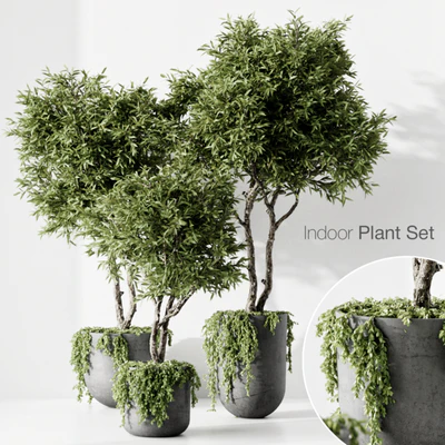 Indoor Plant — скачать