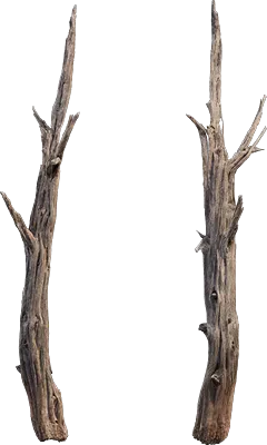 desert western tree stump dead medium 001 — Descargar