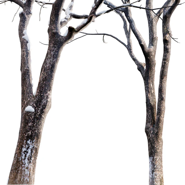 Juglans regia - Common walnut - winter - snow — Descargar