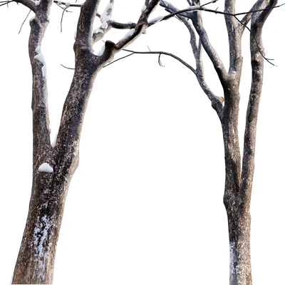 Juglans regia - Common walnut - winter - snow — Ver 2