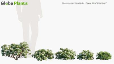 rhododendron hino white — download