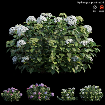 Hydrangea Plant set 32 — Вид 2