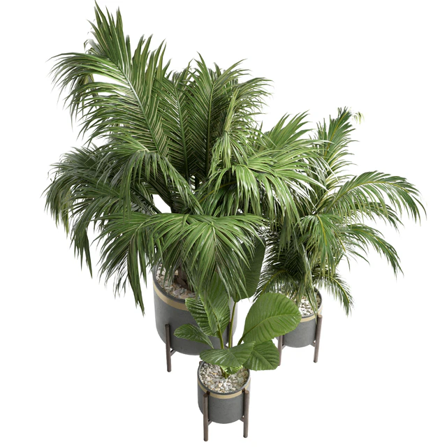 indoor plant 13 — Скачать