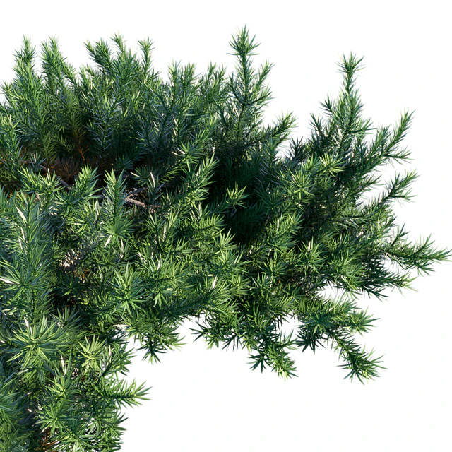 Juniperus Conferta | Shore juniper — Descargar