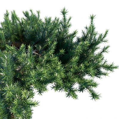 Juniperus Conferta | Shore juniper — Ver 2