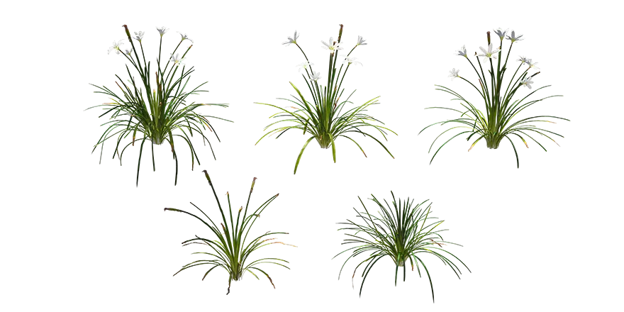 white windflower 001 — Скачать
