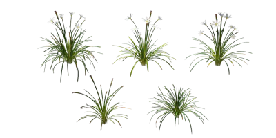 white windflower 001 — Скачать