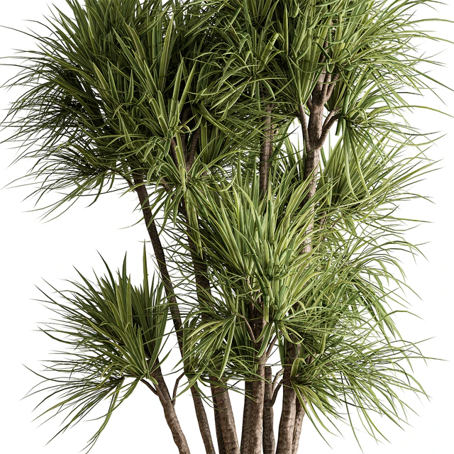 Indoor Plant 609 - Yuka Plants — Descargar