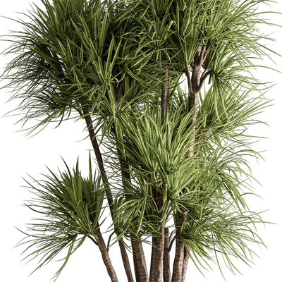 Indoor Plant 609 - Yuka Plants — Ver 2