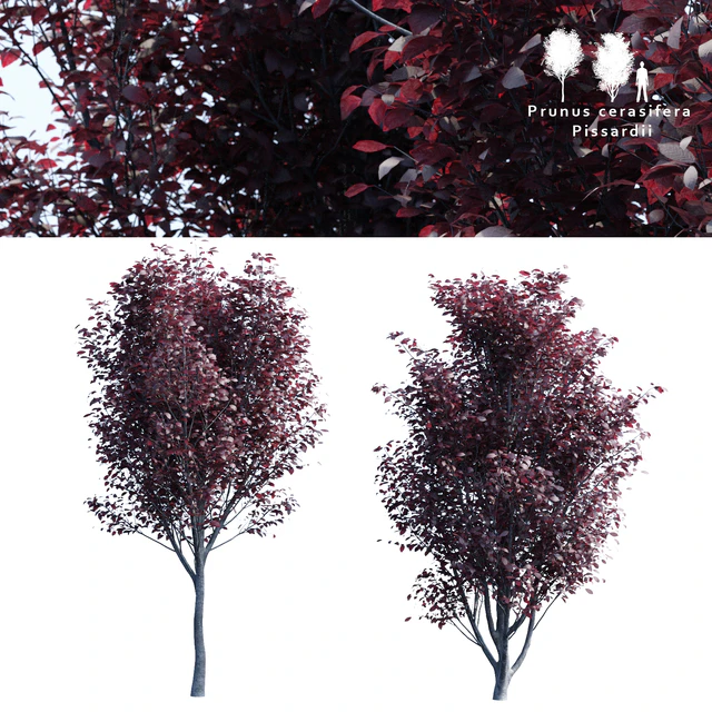 Spread spread 2 trees | Prunus pissardii — Descargar