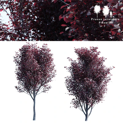 Spread spread 2 trees | Prunus pissardii — Ver 1