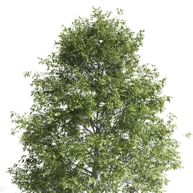 High quality OAK-Tree — Descargar