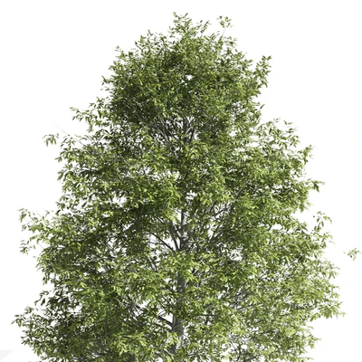 High quality OAK-Tree — Ver 3