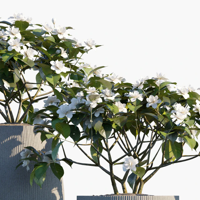 Plant in pots #48 : Gardenia jasminoides — Скачать