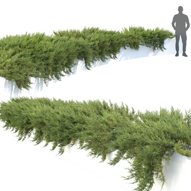 Juniperus — Descargar
