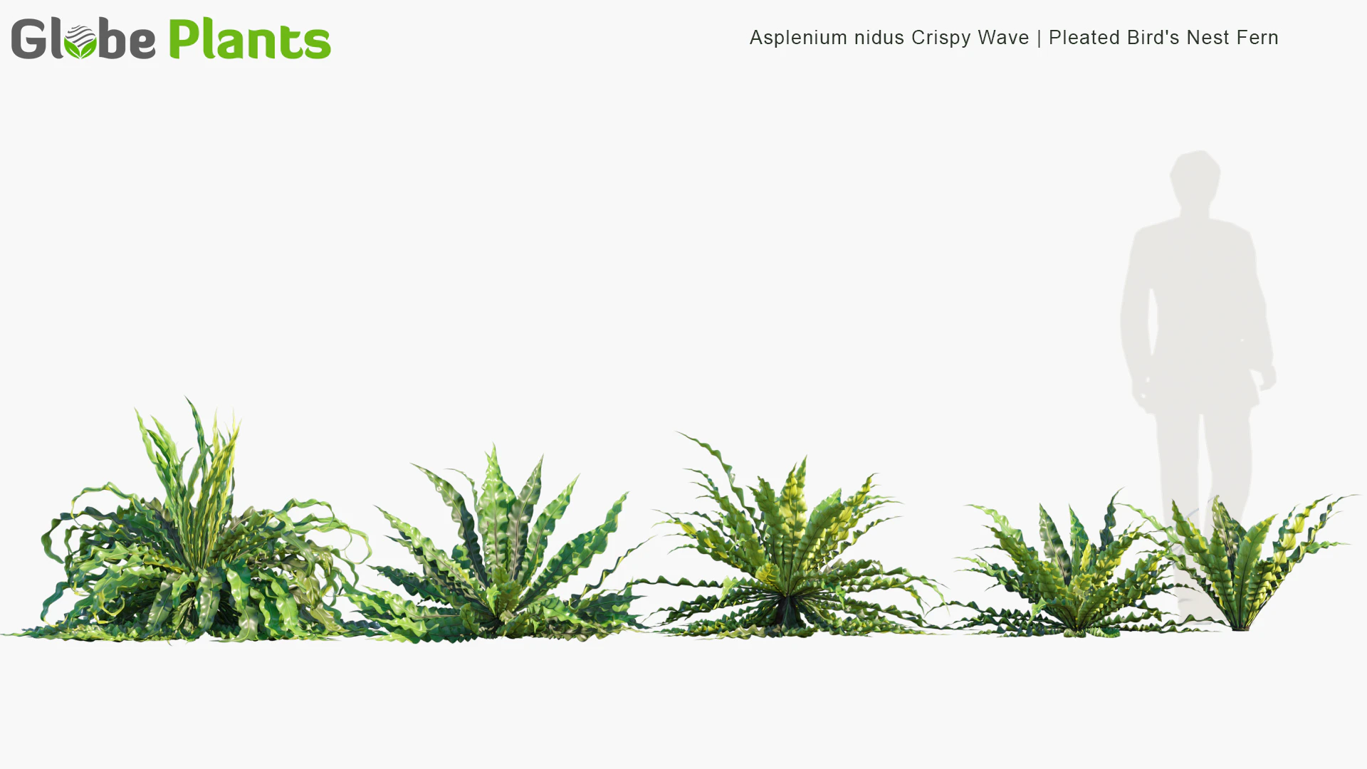 asplenium nidus crispy wave — Скачать
