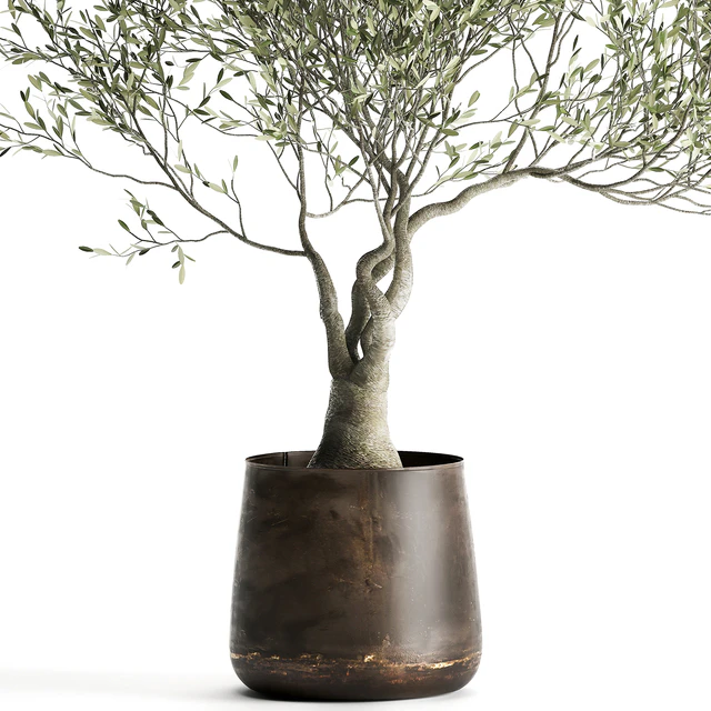 A small olive tree in a rusty metal pot and flowerpot.  969. — Descargar